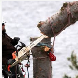 A&H Affordable Tree Services