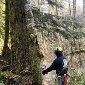 Ascension Tree Care - Tree Services Near Me Ascension Tree Care - Tree Services Near Me