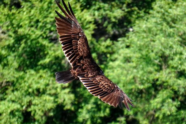 Castile Entrance / Letchworth State Park by null