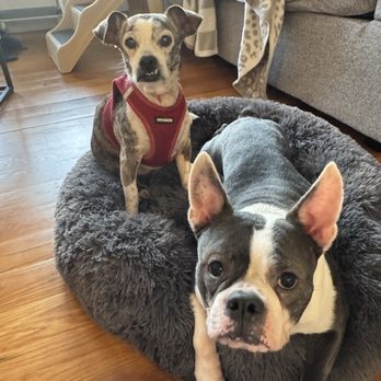 Modern Vet Care - Bella and squidward - Veterinarians Near Me - Astoria, New York