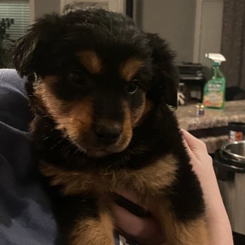 Animal Emergency Center - Auggie pup, "Roscoe" - Veterinarians Near Me - Memphis, Tennessee
