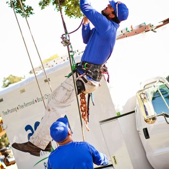 Acorn Tree Services - Our Crew - Tree Services Near Me Acorn Tree Services - Our Crew - Tree Services Near Me