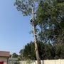 Dawson Family Tree Service
