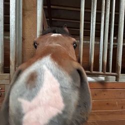 Feather Equestrian - So cute!