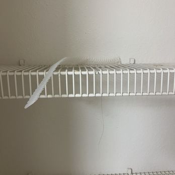 Hillside Ranch - Hair and leftover hair clip from past resident - Apartments Near Me - San Marcos, Texas