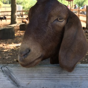 Demarest Farm - The petting zoo - Farmers Market Near Me - Hillsdale, New Jersey
