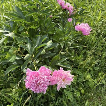 Schwartz Peony Garden - Botanical Gardens Near Me - Gaithersburg, Maryland Schwartz Peony Garden - Botanical Gardens Near Me - Gaithersburg, Maryland