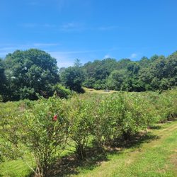 Cool Springs Blueberry Farm - Rows of plants..