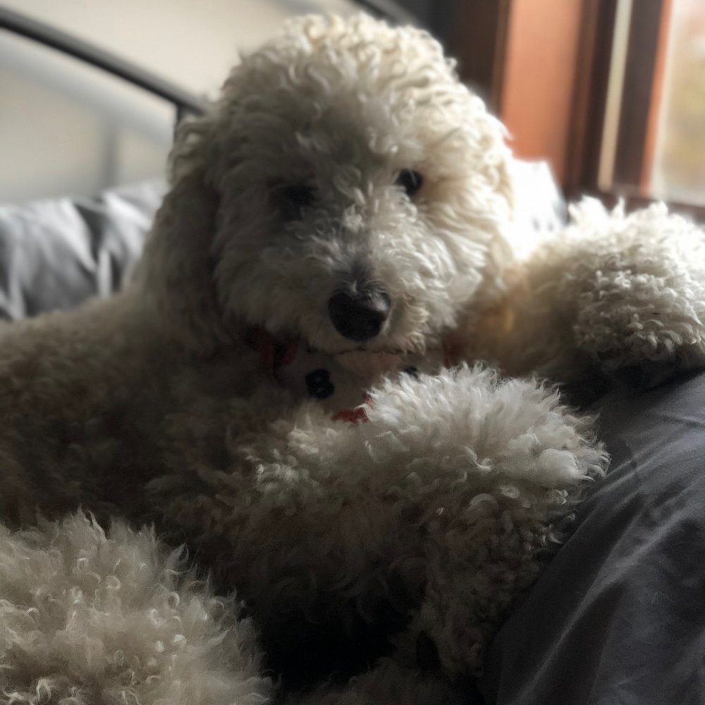 4 Pawz Only - LUNA -Goldendoodle before. - Pet Sitting Near Me - Munster, Indiana 4 Pawz Only - LUNA -Goldendoodle before. - Pet Sitting Near Me - Munster, Indiana