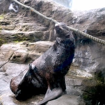 Seattle Aquarium - Ready for dinner! - Aquariums Near Me - Seattle, Washington Seattle Aquarium - Ready for dinner! - Aquariums Near Me - Seattle, Washington