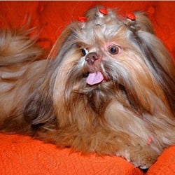 Tribo de Patas