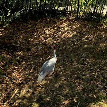 Virginia Zoo - Zoos Near Me - Norfolk, Virginia Virginia Zoo - Zoos Near Me - Norfolk, Virginia