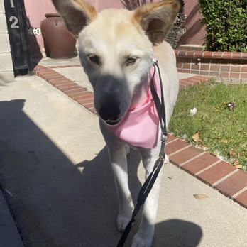 More Than A Bath - Mobile Grooming - After - Pet Groomers Near Me - Lynwood, California
