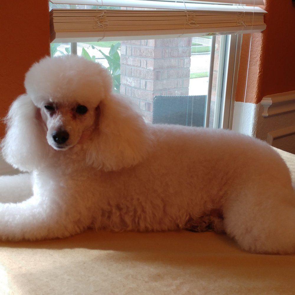 My miniature poodle after a grooming at Scarlettt's! My miniature poodle after a grooming at Scarlettt's!