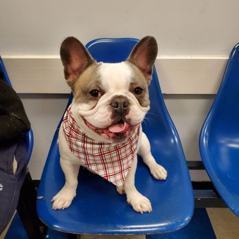 Pet Supplies Plus - New Windsor - Groomed today - Pet Stores Near Me - New Windsor, New York