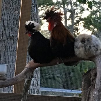 Curly Q Zoo - Our little bantam babies. You have have eggs from Mrs. Einstein or Fluffy during your stay. - Guest Houses Near Me - New Ulm, Texas Curly Q Zoo - Our little bantam babies. You have have eggs from Mrs. Einstein or Fluffy during your stay. - Guest Houses Near Me - New Ulm, Texas