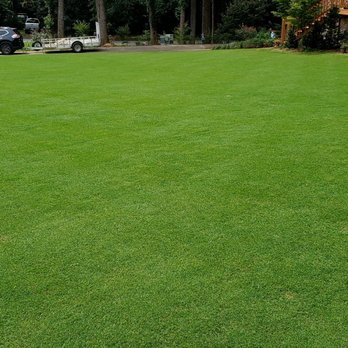 Legacy Turf Farms - Tahoma 31 in the afternoon - Lawn Services Near Me - Cartersville, Georgia