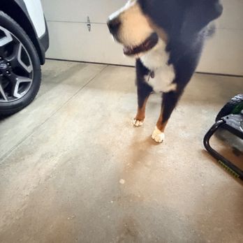 Groomingtales - Our boy is feeling fresh and so clean - Pet Groomers Near Me - Highland Heights, Ohio Groomingtales - Our boy is feeling fresh and so clean - Pet Groomers Near Me - Highland Heights, Ohio