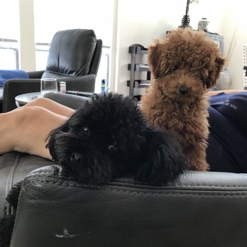 Pacific Paws Pet Salon - The boys - Pet Groomers Near Me - Honolulu, Hawaii