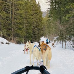 Howling Dog Tours