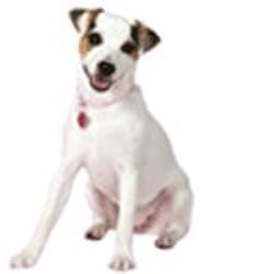 Minooka Animal Hospital