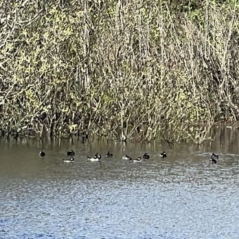 Lazy J Ranch - Ducks in on site natural pond - Mobile Home Parks Near Me - Arcata, California