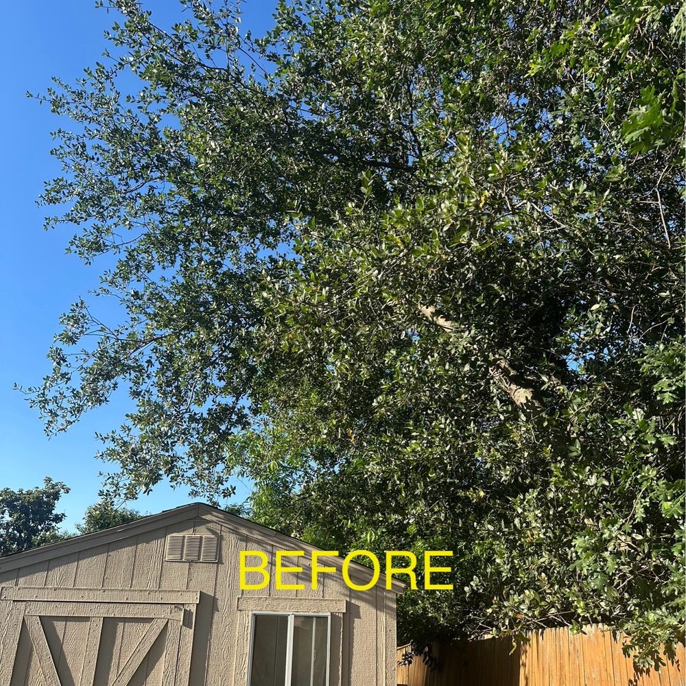 Before trees were cut back