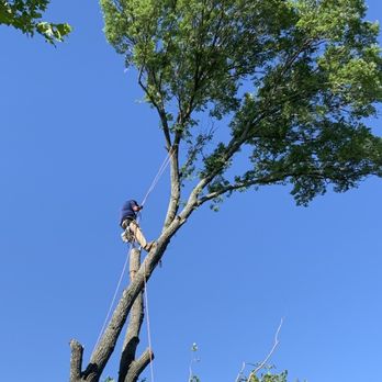 TCB Trees - Tree Services Near Me TCB Trees - Tree Services Near Me