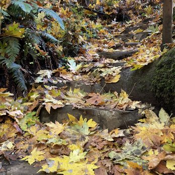 Mcdowell Creek Falls - Gorgeous fall leaves on stone stairway up to Royal Terrace Falls! - Hiking Near Me - Lebanon, Oregon Mcdowell Creek Falls - Gorgeous fall leaves on stone stairway up to Royal Terrace Falls! - Hiking Near Me - Lebanon, Oregon