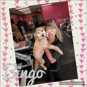 Gwen's Pet Grooming - New puppy Bingo was very excited to see Gwen and get her first hair cut!! - Pet Groomers Near Me - Cedar Rapids, Iowa