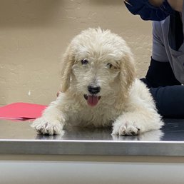 Pup on exam table. Pup on exam table.
