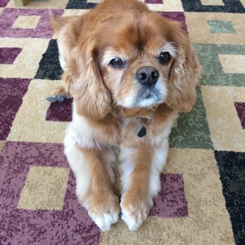 Pampered Pooch Pet Parlor - Pet Groomers Near Me - Wake Forest, North Carolina Pampered Pooch Pet Parlor - Pet Groomers Near Me - Wake Forest, North Carolina