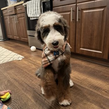 Well Groomed Pets - Chandler - Bernedoodle - Pet Groomers Near Me - Chandler, Arizona Well Groomed Pets - Chandler - Bernedoodle - Pet Groomers Near Me - Chandler, Arizona