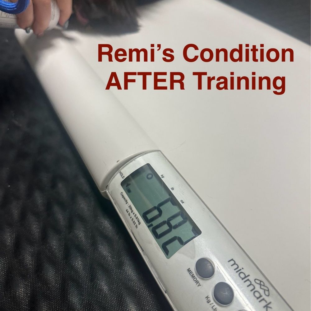 Off Leash K9 Training - Remi's confirmed weight at vet next day After 2week board and train - Pet Training Near Me