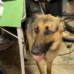 Paw Prints Dog Grooming - Look at how happy he was with them he's so clean and so freshhhhh