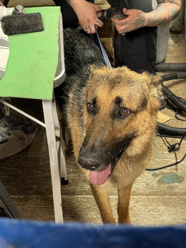 PAW PRINTS DOG GROOMING 13 Photos Palmdale, California Pet