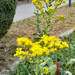 Queens Ny Native Plants