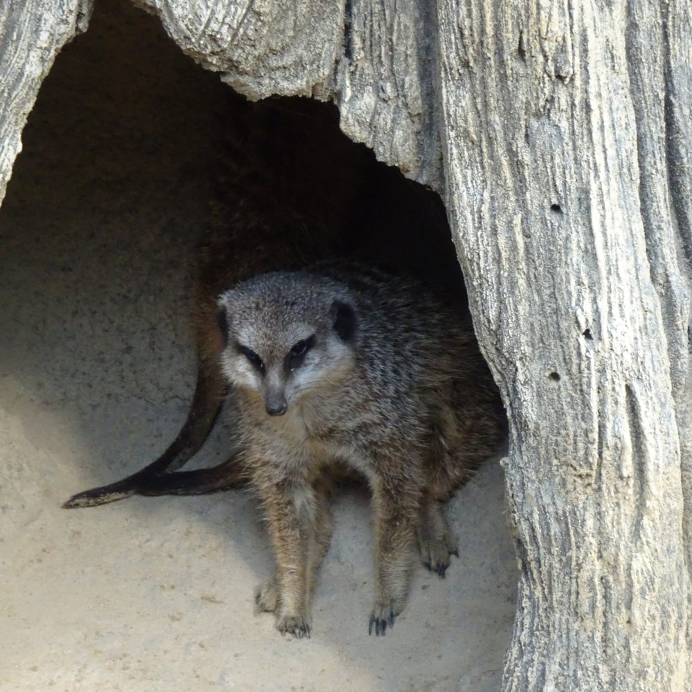 ZOO BERLIN - Meerkat - Zoos Near Me - Berlin, BE ZOO BERLIN - Meerkat - Zoos Near Me - Berlin, BE