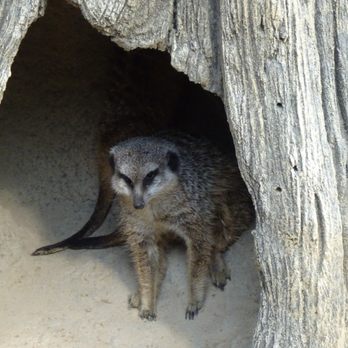 ZOO BERLIN - Meerkat - Zoos Near Me - Berlin, BE