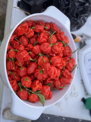 PuckerButt Pepper Co by null