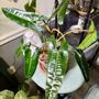 Photo of Happy Plants