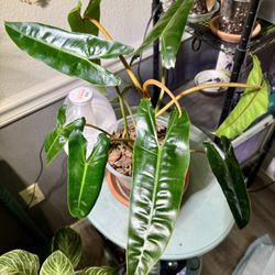 Happy Plants - philodendron billietiae