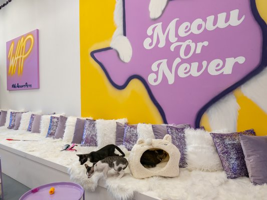 Purrfecto Cat Lounge by null