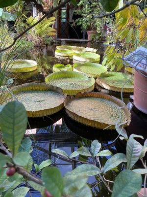 The Botanical Garden by null