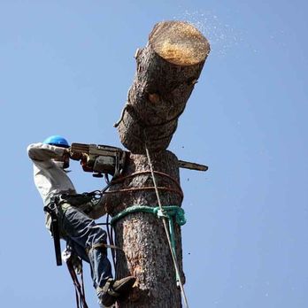North Hills Tree Service - a man cutting a tree - Tree Services Near Me North Hills Tree Service - a man cutting a tree - Tree Services Near Me