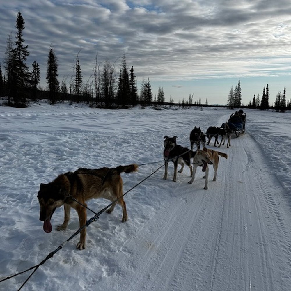 Dogsledding Adventure Dogsledding Adventure