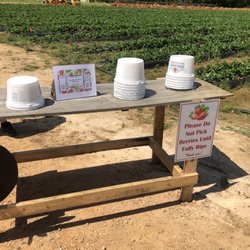 Moore Berries - Buckets for picking and you can purchase for $1