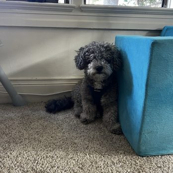Happy Bay Paws - The before - Pet Groomers Near Me