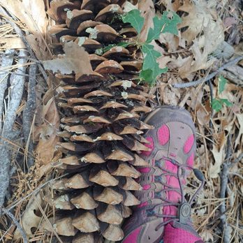 Malakoff Diggins State Historic Park - Big pinecone - Parks Near Me - Nevada City, California Malakoff Diggins State Historic Park - Big pinecone - Parks Near Me - Nevada City, California