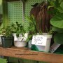 Photo of Liberatore Joe's Garden of Plenty